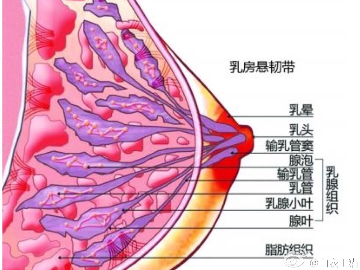 胸大小和产奶成正比吗?