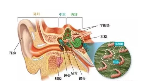 到底要不要给孩子开耳道上