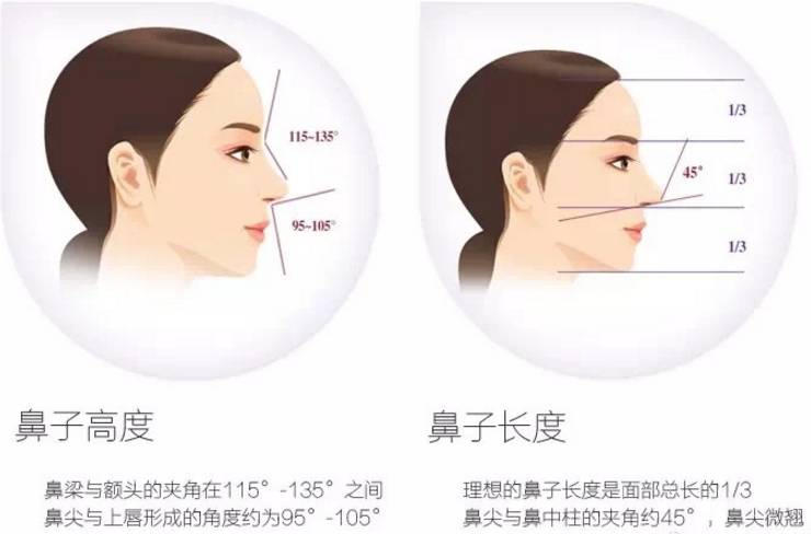 塌鼻子侧脸,高鼻梁侧面,标准鼻子侧面图_大山谷图库