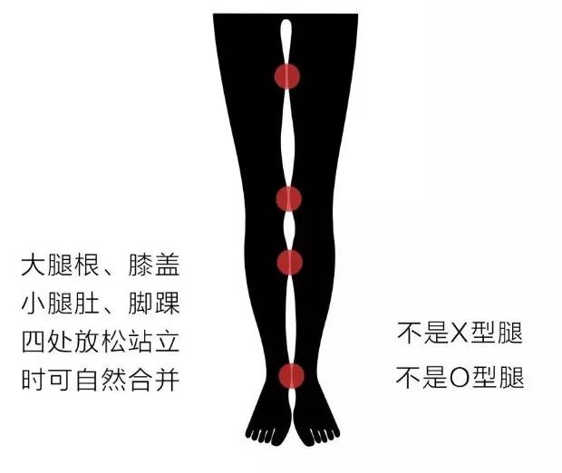 大腿长:小腿长=3:5 腿部的脂肪和肌肉分布均匀,站立时,没有o型或x型腿