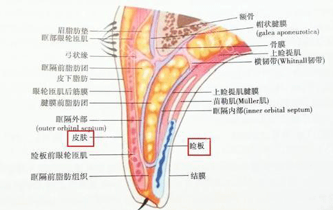 眼睑的解剖层次结构图片