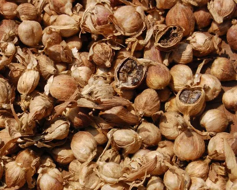 每天一味中草药白豆蔻厨房里的调料更是常用中草药