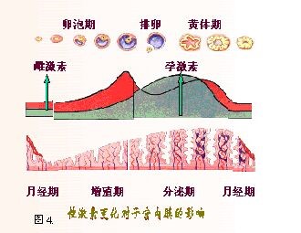 怀孕期间,发现孕酮偏低,怎么去补比较好?