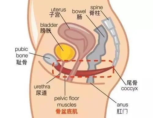 尾巴骨的位置示意图图片