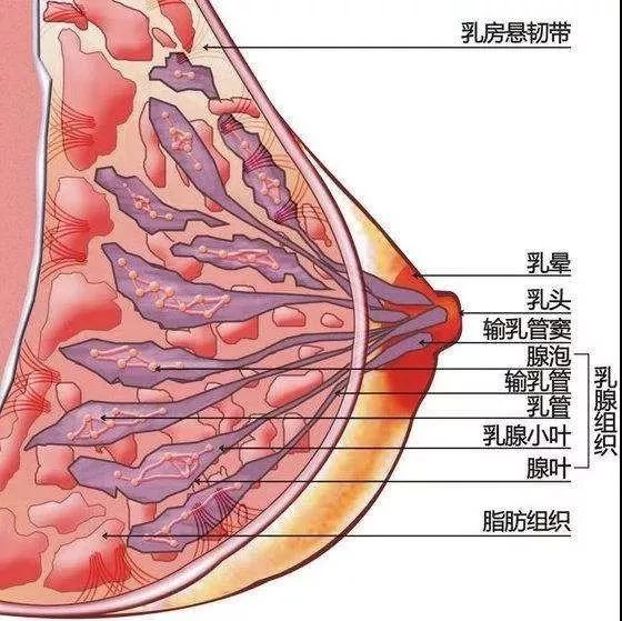 乳房详细结构jpg