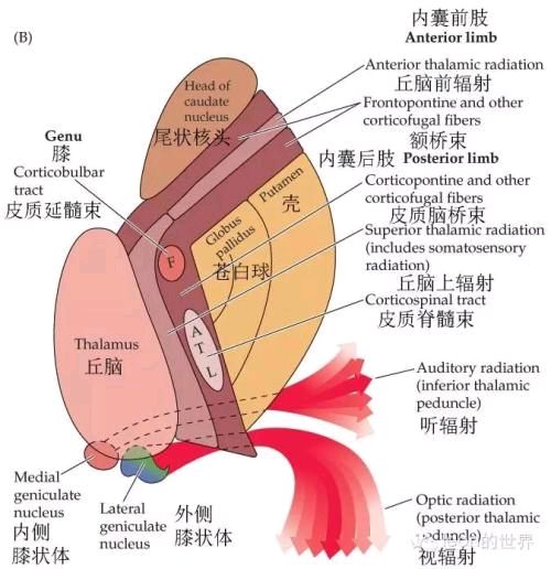 丘脑是产生意识的核心器官,是大脑皮质下辨认感觉性质,定位和对感觉