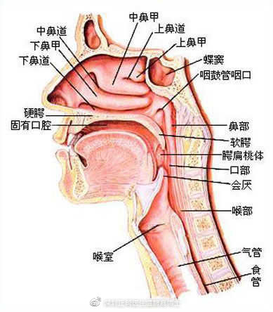 耳鼻喉相通图片图片