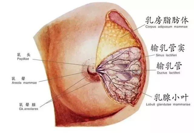 1,乳房的构成 乳房主要由结缔组织,脂肪组织,乳腺,大量血管和神经等