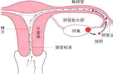 输尿管与输卵管位置图图片