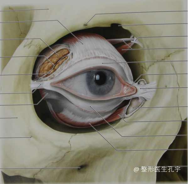 特意给它盖了个房子(骨骼保护系统)眼球是人体比较脆弱和重要的器官