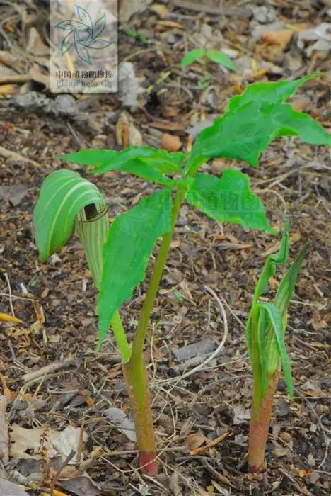每天一味中草药:天南星,它是半夏的亲戚