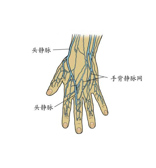 手背静脉解剖位置图片