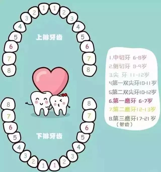 兒童到了開始換牙的年齡,爸媽們可以通過兒童換牙順序圖,瞭解到孩子先