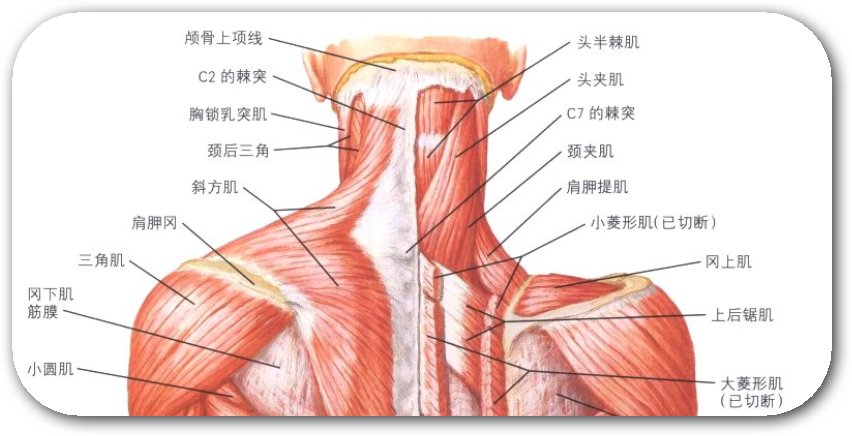 脖子肌肉解剖图图片