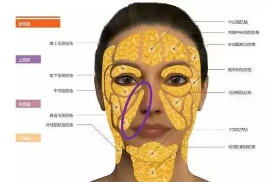 表情肌活动产物,脂肪分布差异,不同皮肤区域的结合线三大原因.