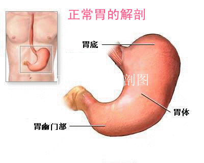 胃下垂那点儿事 崔强 爱问医生