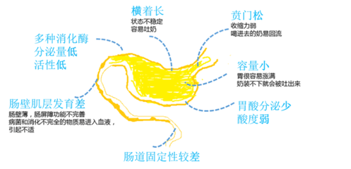 新生儿的胃