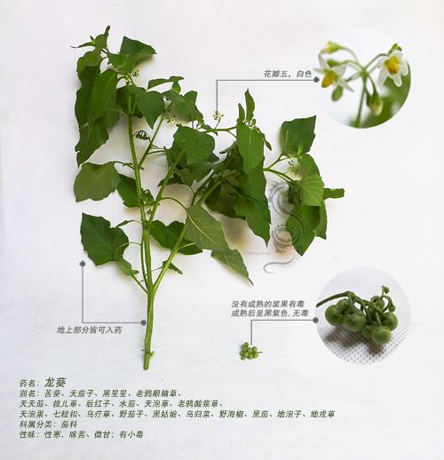 看图识药---龙葵