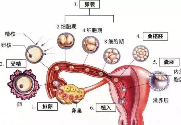 胚胎着床的正常位置图图片