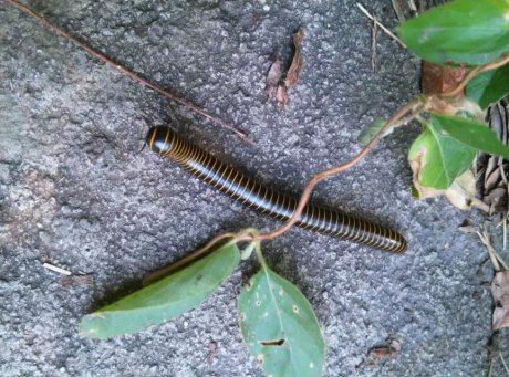 朋友们一起来看看这是条什么虫