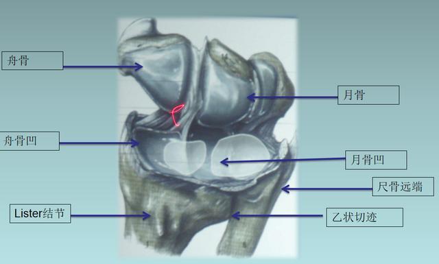 5cm桡骨茎突,lister结节,尺骨远端解剖标志关节面有两个凹陷,一个是