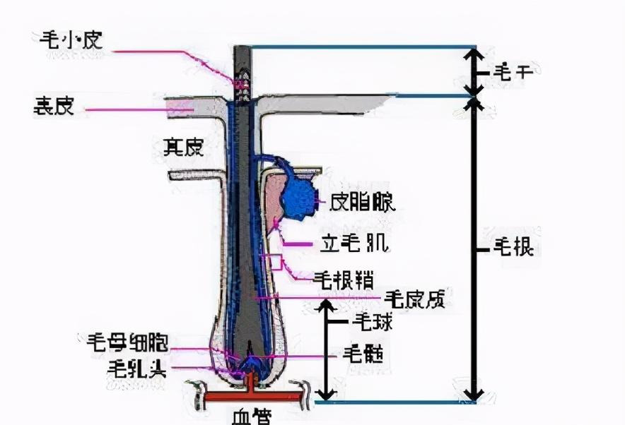 脱发要怎么治疗,到医院看哪一科,每天掉多少头发才算有问题?