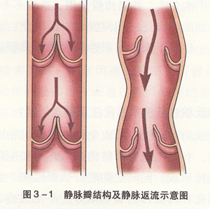 静脉瓣膜示意图图片