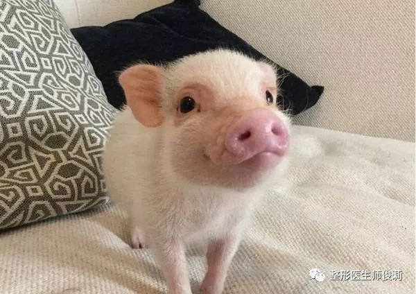 有趣的动物鼻子(四):猪鼻子为什么朝天?