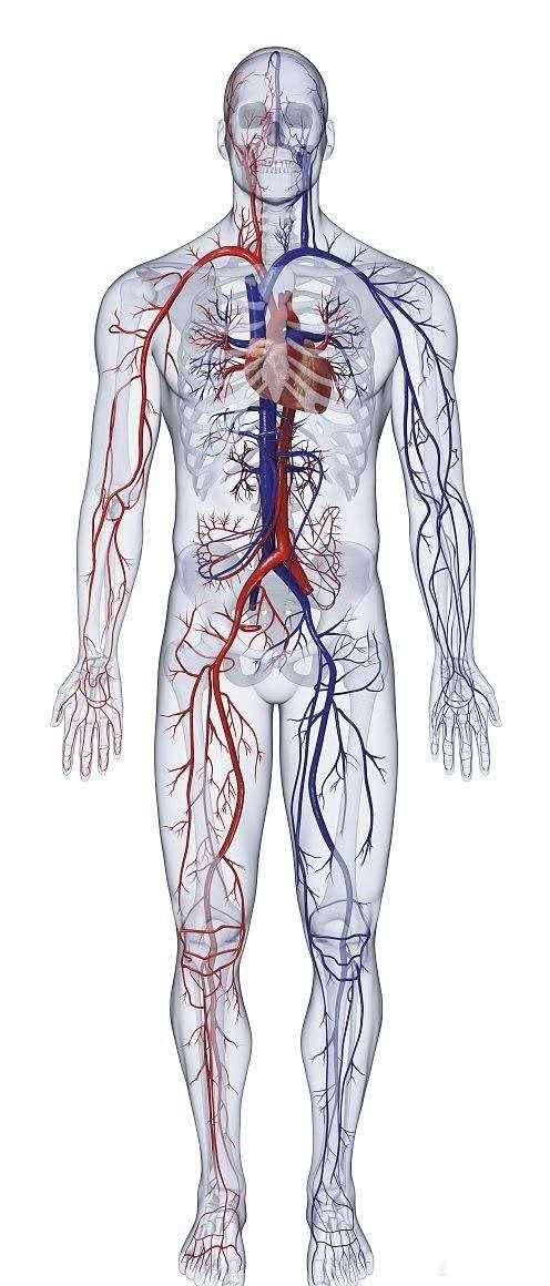 人体背后血管分布图图片