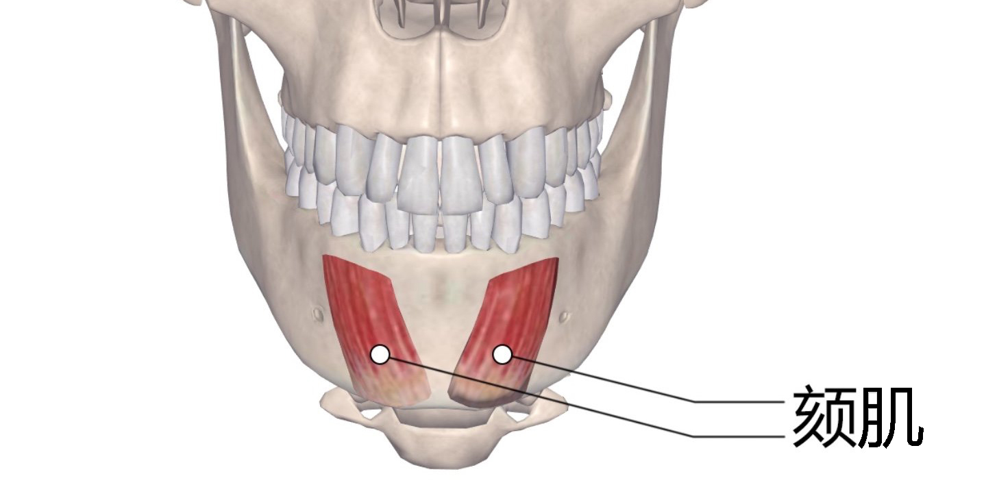 "颏肌紧张"是下巴的责任,还是牙齿的问题?-季惠-爱问医生