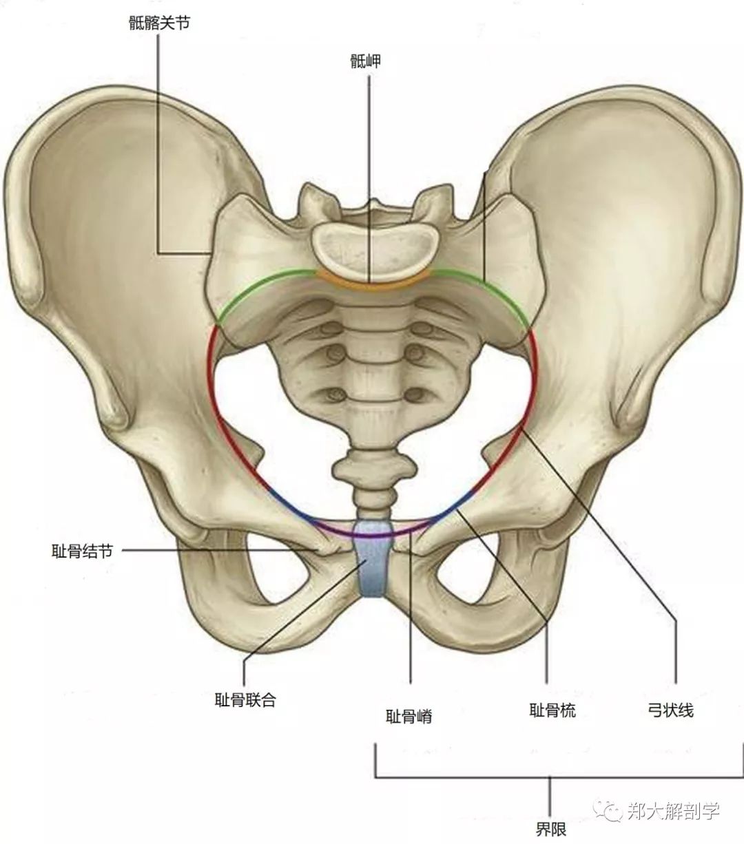 骨盆出口平面图图片