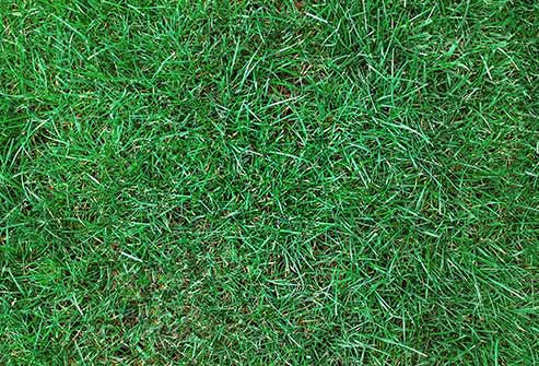 易引发过敏的植物