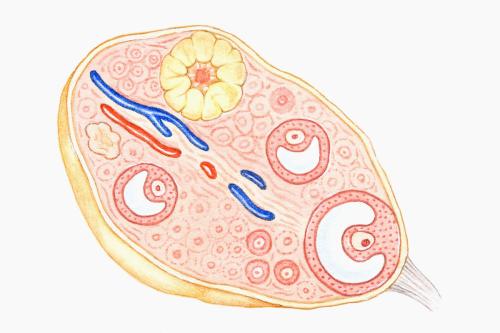 卵巢切片结构图图片