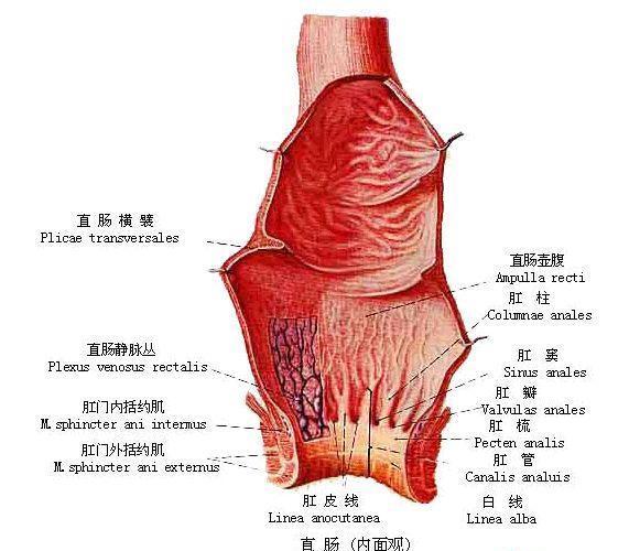 人体直肠解剖图谱图片