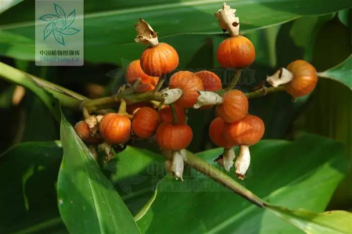 艳山姜(alpinia zerumbet)与草豆蔻都是山姜属植物,长相很像.