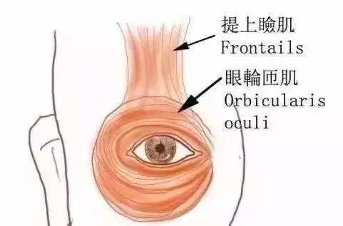 眼整形師徒對話(八)為什麼有的雙眼皮牢靠 有的不牢靠-郭樹忠主任醫師