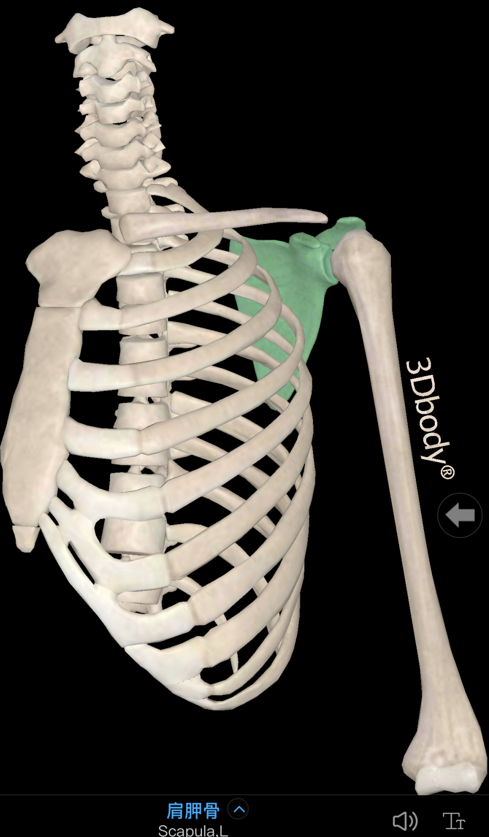 【健身肩痛】容易忽略的肩部训练基础——肩胛骨-陈博闻-爱问医生