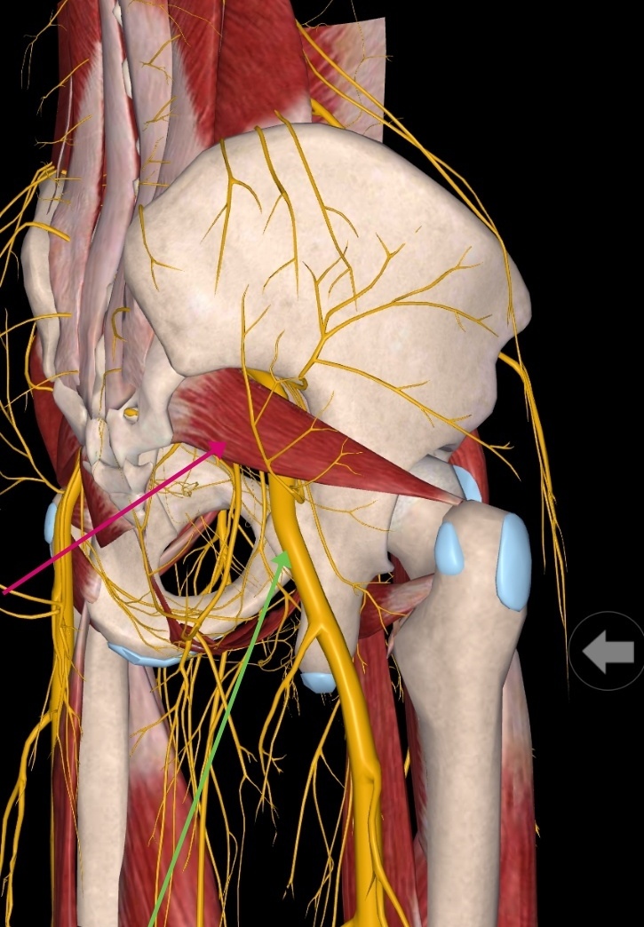 穿经坐骨大孔的肌肉图片