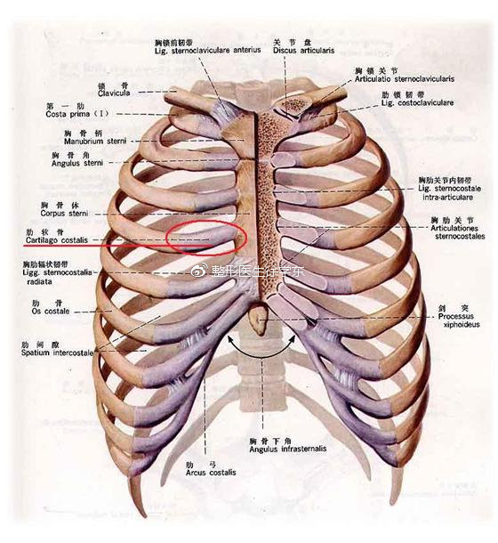 肋软骨续于肋骨的前端,为透明软骨,具有一定的弹性,肋骨和肋软骨共同