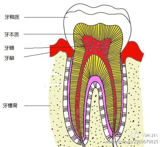 牙本质小管排列图片