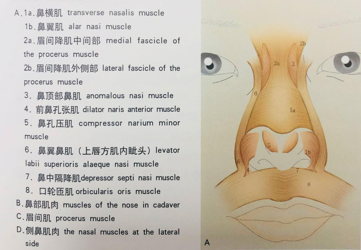 这些肌肉,当面部神经一旦麻痹,鼻翼不能扩张就会导致外鼻道的闭锁引起