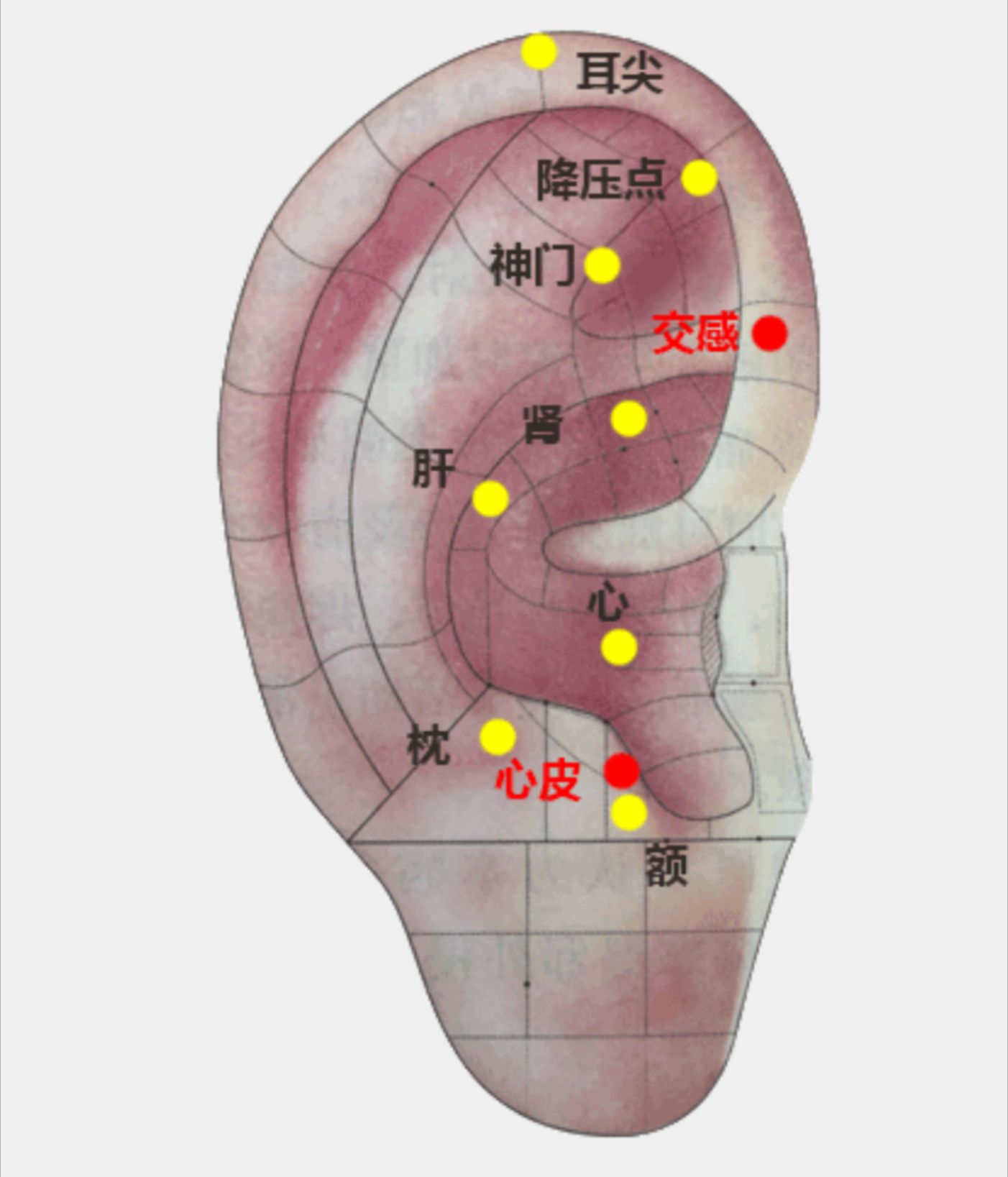 耳朵的准确位置图图片