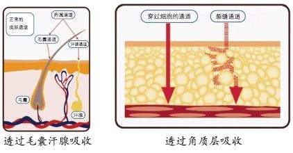 67科普皮肤是怎样吸收化妆品的