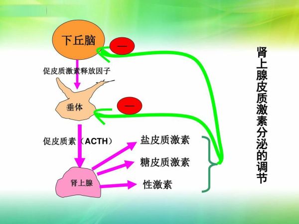 肾上腺轴图片