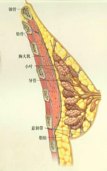 乳房由腺體,脂肪組織和纖維結締組織所構成,是女性重要的第二性徵