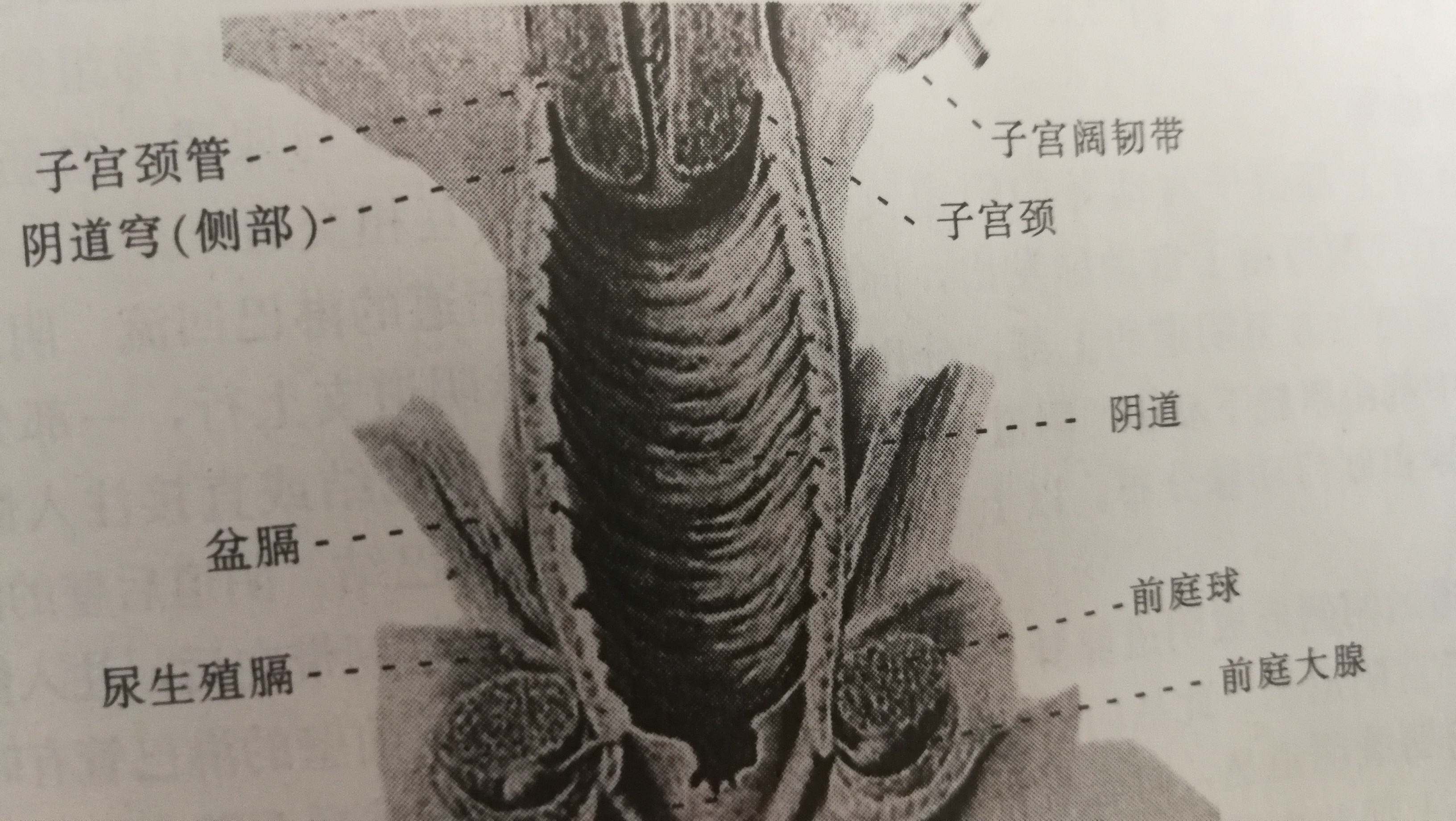 正常的阴是什么样的图片