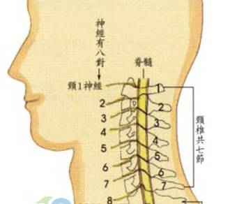 颈椎是人体重要的解剖结构之一