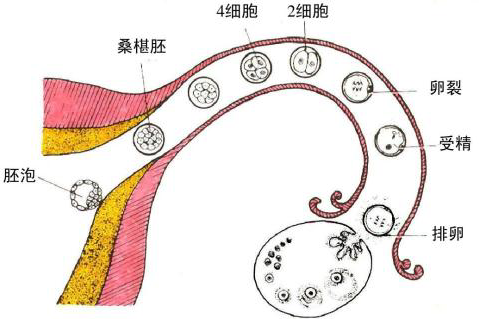 五招治愈:排卵障碍及多囊卵巢综合症