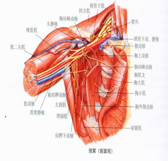 乳内动脉位置图片