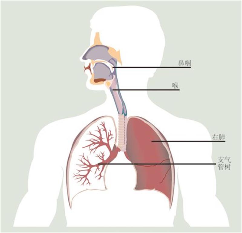 为什么天气冷了咳嗽的孩子也就多了